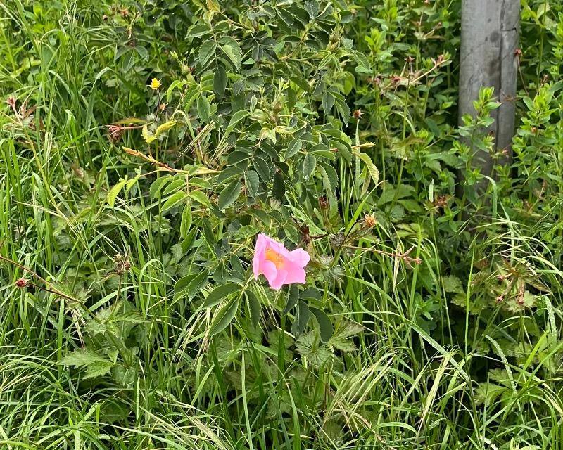 Rosa Canina spontané