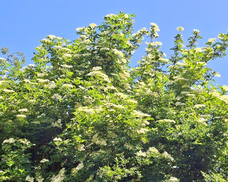 Floraison des sureaux