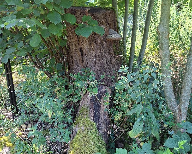 Milieux ligneux