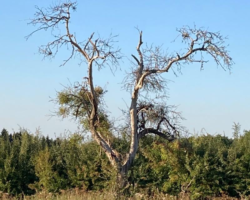 Milieux ligneux