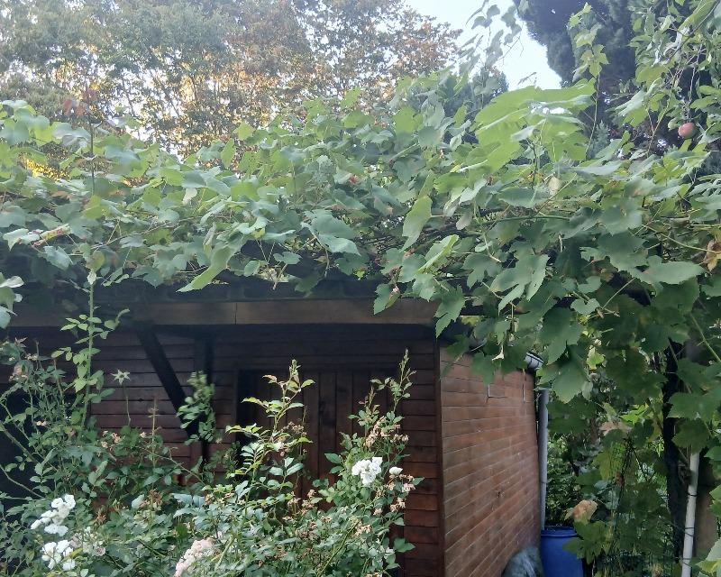 Milieux ligneux