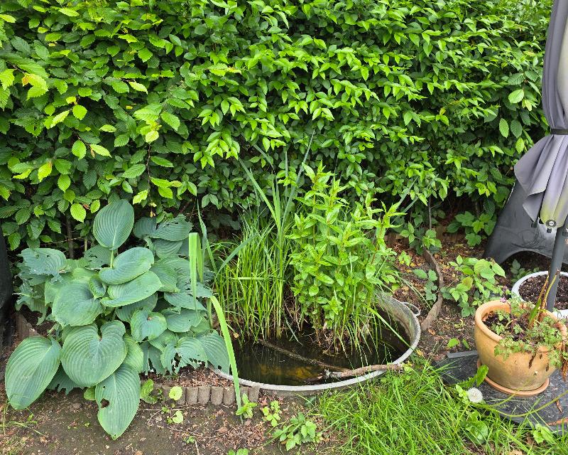 Milieux humides