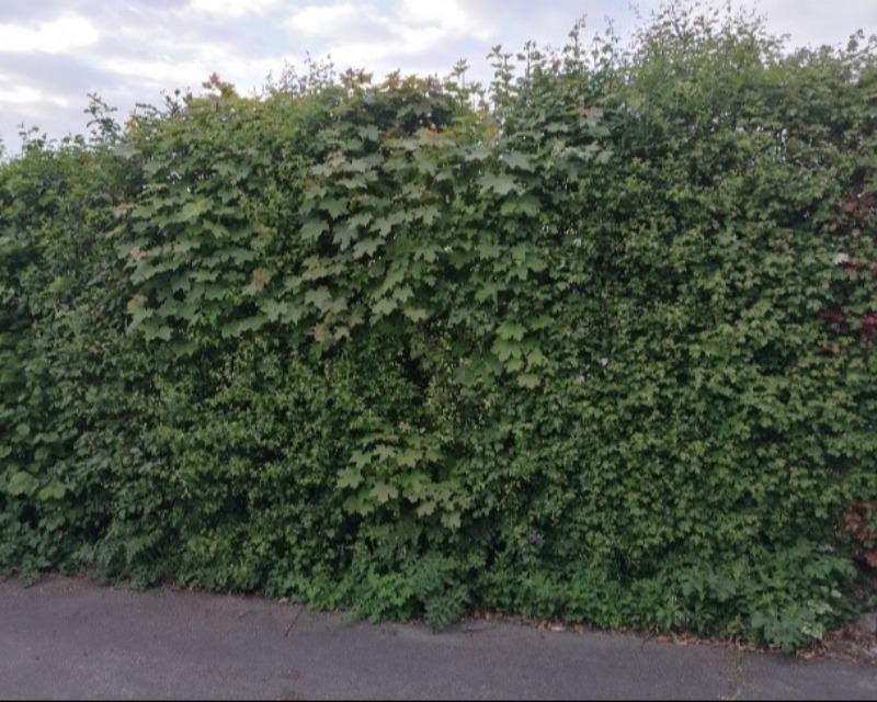 Milieux ligneux