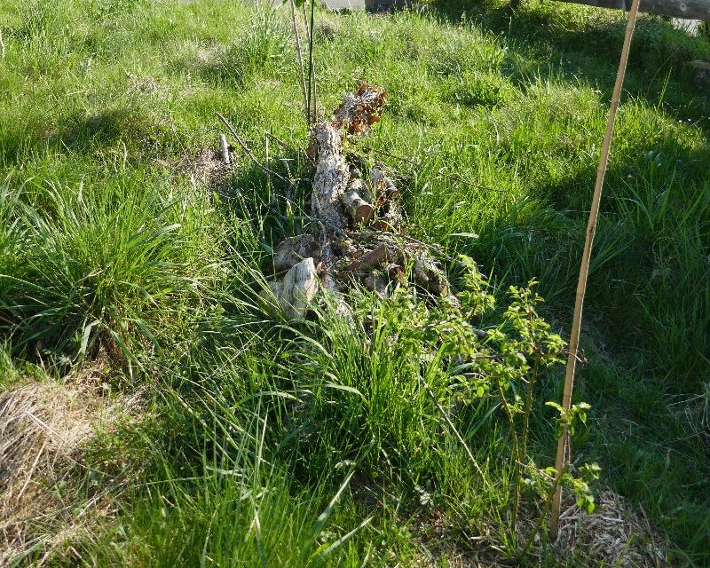 Accueil de la faune