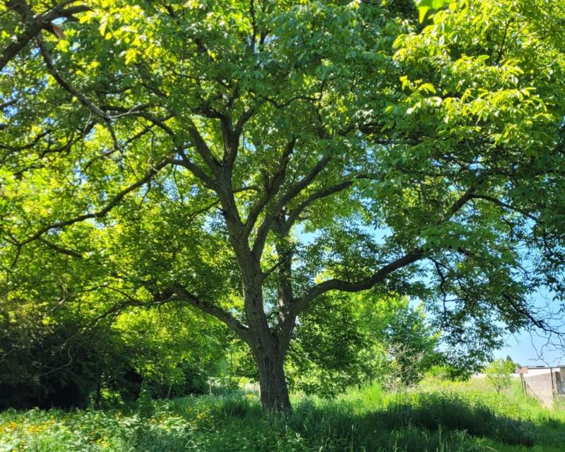 Milieux ligneux