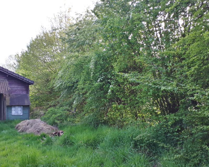 Milieux ligneux