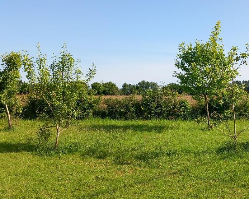 Milieux ligneux