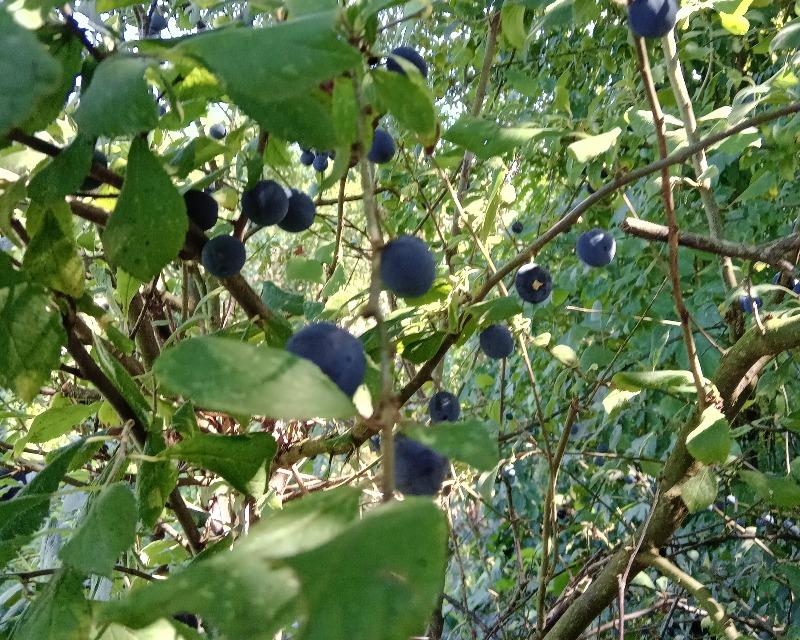 Milieux ligneux