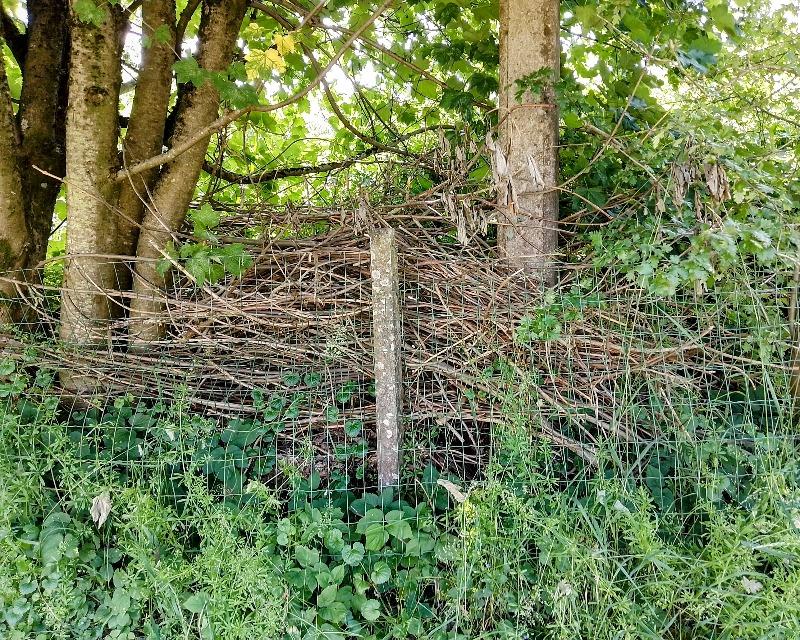 Milieux ligneux